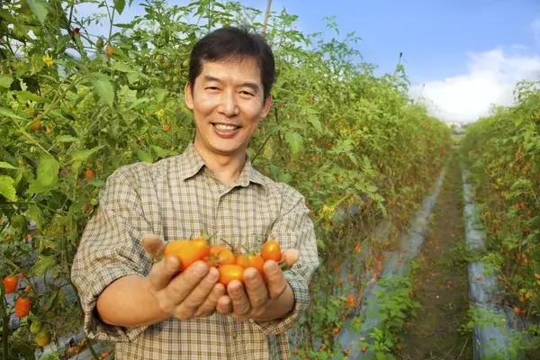 Recrutare muncitori asiatici pentru agricultură: fermieri, legumicultori, tractoristi, horticultori, culegători și personal calificat pentru ferme din România.